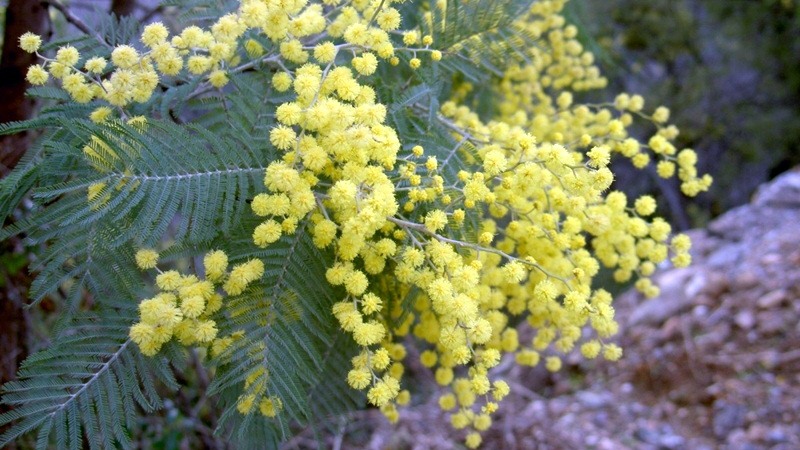 Acacia dealbata picture